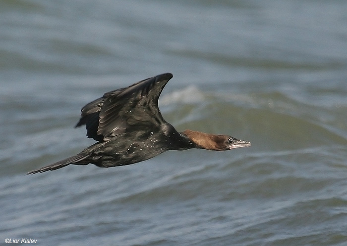   Pygmy Cormorant  Phalacrocorax pygmaeus                            ,   2009.: 